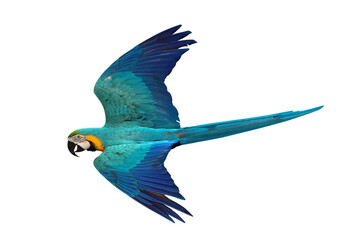 Colorful flying Blue and Gold Macaw parrot isolated on transparent background png file