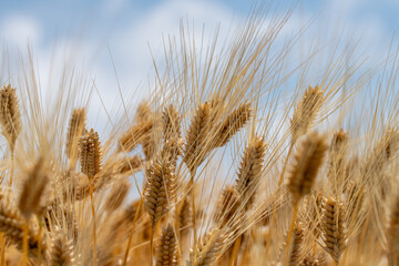 Fototapeta premium 麦秋 六条大麦の畑の風景