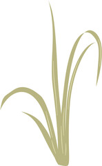 Acorus calamus, sweet flag plant leaves