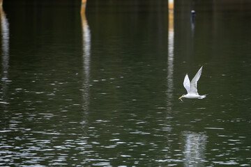 A Crested Tern (Thalasseus bergii) feeding on a lake in New South Wales, Australia.