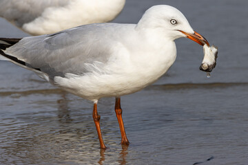 A Silver Gull on a beach with a toad fish in its beak