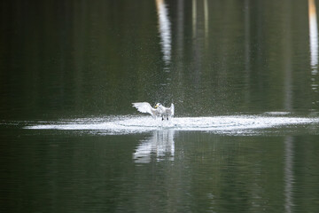 A Crested Tern (Thalasseus bergii) feeding on a lake in New South Wales, Australia.
