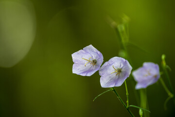 Portrait floral : Campanula persicifolia, trio de Campanule à feuilles de pêcher, Alsace, CEA, Grand Est, France