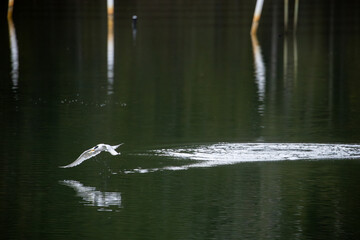 A Crested Tern (Thalasseus bergii) feeding on a lake in New South Wales, Australia.