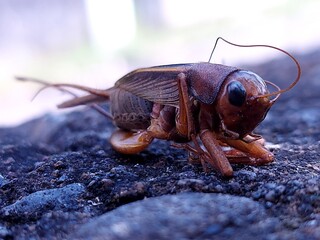 Crickets in tropical rainforests in the wild