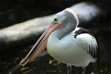 Close-Up Portrait of Pelican with Long Beak in Natural Habitat