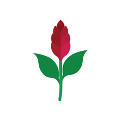 Simple flat design of a red ginger flower with green leaves illustration