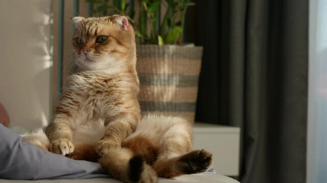 Adorably serious ginger Scottish Fold cat sits like a person with legs stretched out, gazing into the camera with a comically judgmental stare in soft morning light.