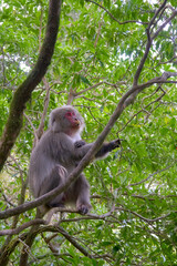 屋久島、樹木の上で餌を探すヤクザル