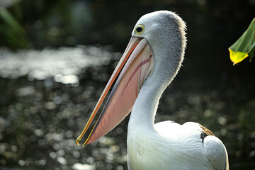 Close-Up Portrait of Pelican with Long Beak in Natural Habitat