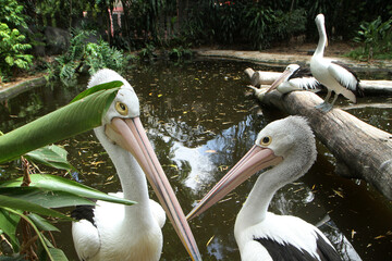 Close-Up of Australian Pelicans by a Pond in Natural Habitat