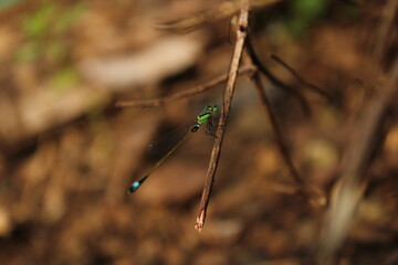 A vibrant green damselfly with blue-tipped tail perched on a thin dry twig