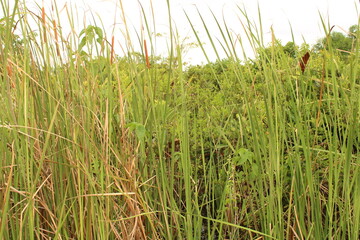 Thick vegetation and tall grass in a wild