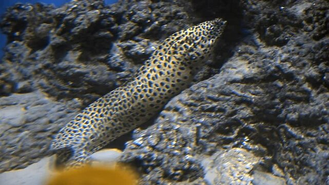 Spotted moray eel with distinctive dark spots on pale body, curving gracefully through coral reefs in tropical ocean waters