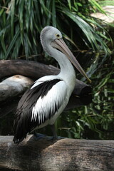 Australian Pelican Perched on Log Above Dark Wetland Water