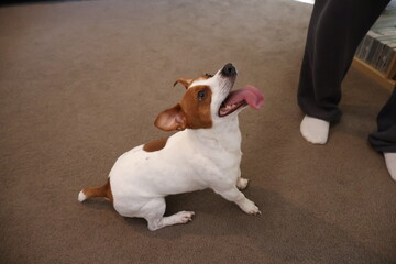 Dog Playing with a Bouncing Ball