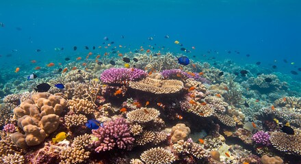 Obraz premium Coral Reef Underwater Scene