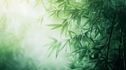 green grass background