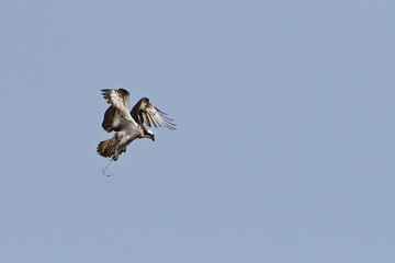 Fischadler im Flug (Pandion haliaetus) bei der Jagd	