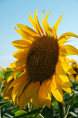 Vibrant sunflower head basking in sunlight against a clear blue sky, showcasing its rich seeds and bright petals.