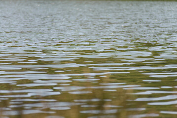 A close-up view of gently rippling water on a lake, reflecting subtle greens and muted light.