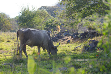 A lone grey cow peacefully grazes in a sun-drenched field