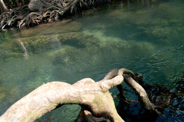 Slightly Murky to Emerald-Green River with Tree Roots at Tha Pom Klong Song Nam, Krabi, Thailand...