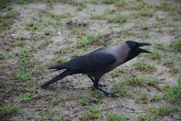 Obraz premium house crow in various poses on the grass
