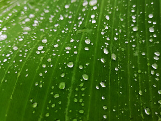 green leaf with water drops