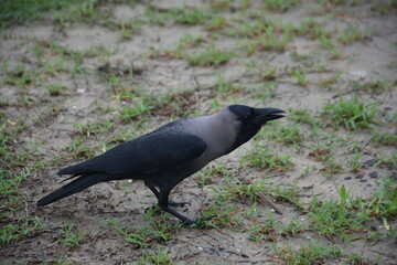 house crow in various poses on the grass