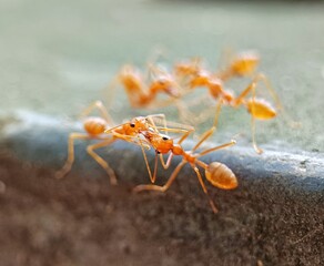 weaver ants