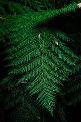 Green fern leaf minimal closeup tropical forest Tasmania