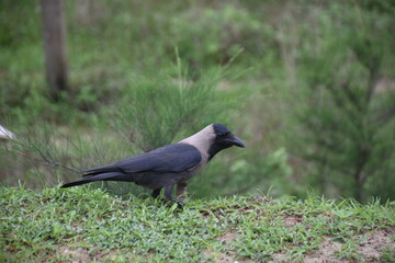 house crow in various poses on the grass