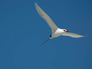 Obraz premium Red-tailed tropicbird (Phaethon rubricauda) in flight, Honeymoon Island, Aitutaki, Cook Islands, South Pacific
