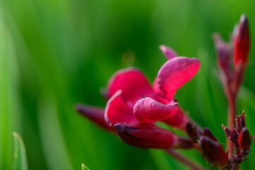Lush red oleander flowers blooming vividly in a sunlit Cypriot garden.
