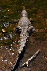 Alligator resting in the swamp