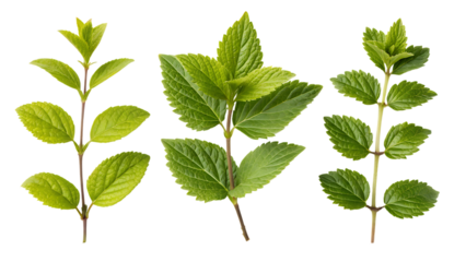 fresh green mint leaves on stems - aromatic herb collection isolated on transparent background