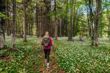 Fototapeta premium Woman Trekking in Forest with Wild Flowers