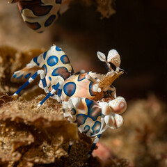 Mozambique, Inhambane, Tofo, Harlequin Shrimp (Hymenocera picta) © Luigi