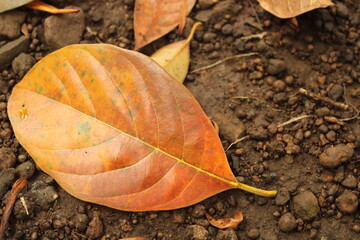 yellow leaf on a black background