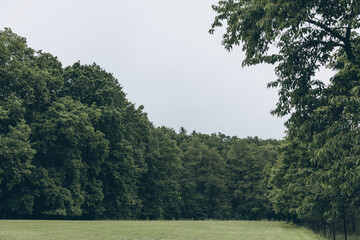 Dense green forest wall with rich foliage – natural woodland background for nature, travel, environment, and outdoor themes.