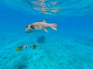 Arothron stellatus, also known as the stellate pufferfish, starry puffer, or starry toadfish, in...