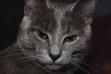 Close-Up Portrait of a Gray Cat with Piercing Yellow Eyes