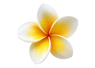 Frangipani Flower Icon