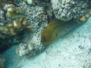 yellow-edged moray, also known as yellow-margin(ed) moray, leopard moray, and speckled moray,...