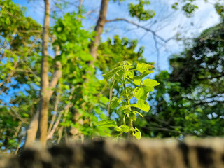Young green plant sprouting above a wall surface in a sunlit forest clearing with selective focus.