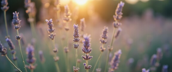 Obraz premium Blooming Lavender Field in Golden Light: A Serene Purple Landscape at Sunset