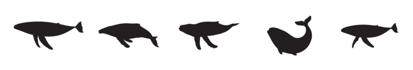 Collection of whale silhouette vector illustration, whale set hand drawn illustration on white background. vector blue whale. Whale silhouette collection vector illustration