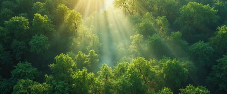 Aerial view of a dense green forest with sunlight streaming through the trees creating a serene and magical landscape