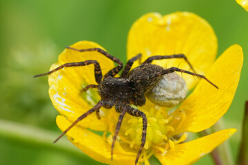 Closeup on a Wolf spider, Pardosa with it's egg-sac attached , sitting on a yellow buttercup flower